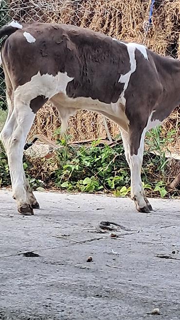 inek fiyatları: Birinci qarına doğub ivanovka sortu düyə satılır yanındakı süni — 8