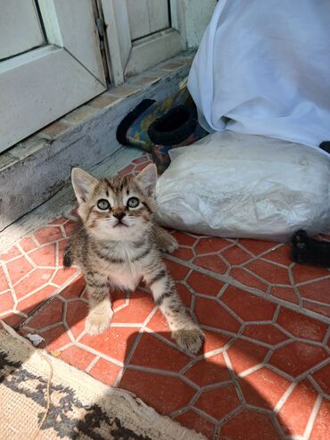 сиамский кот сколько стоит: Отдадим в хорошие руки котят к лотку приучены