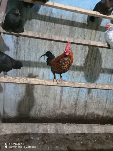 приют для кошек баку: Yaponka xoruz