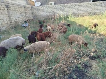 Gəmiricilər: Quzu, Erkək, Qala, ay: 1, 20 kq, Damazlıq, Ünvandan götürmə