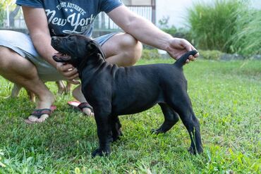 Psi: Sa ponosom predstavljamo vrhunske štence rase Južnoafrički mastif – — 9