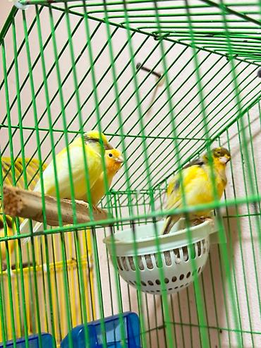 bul bul: 2 ədəd Dişi kanarya satılır, 4 aylıqdır. 20 yanvar, 3mkr dairəsi — 4