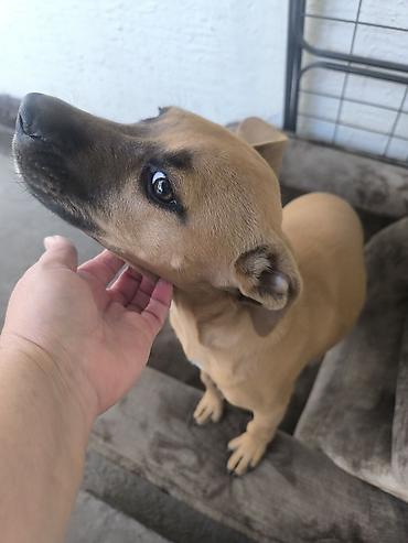 Продажа собак: ❤️🐾 Продам в хорошие руки питбуля Спарту! 🐾❤️ Знакомьтесь, это наша — 5