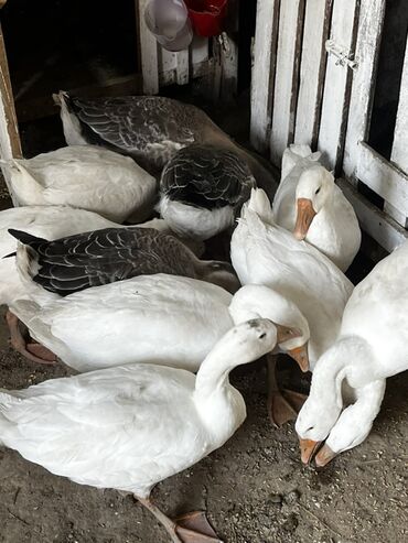 объявление о продаже собаки: Qaz sürüsü satılır - Növ: ev qazı (ağ və boz rəngli fərdlər) - Say