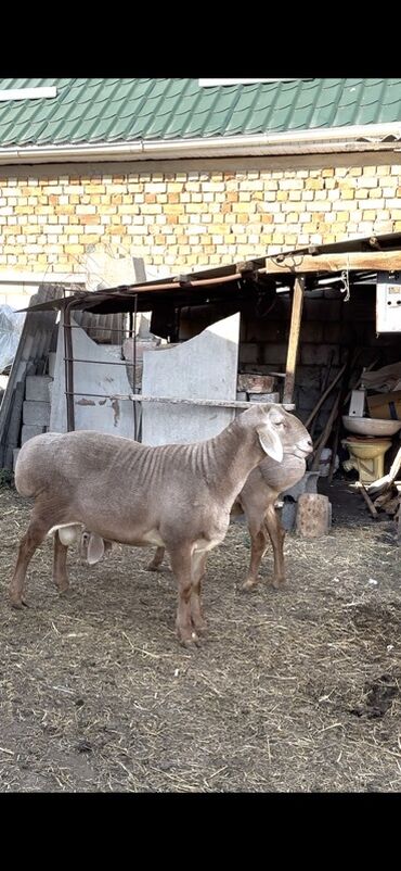 Бараны, овцы: Продаю | Баран (самец) | Арашан, Гиссарская | Для разведения | Племенные — 9