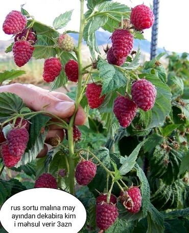 Şitillər: Məhsul: Bağ bitkiləri və meyvə fidanları seçimi - Hibiskus (Rose of — 13