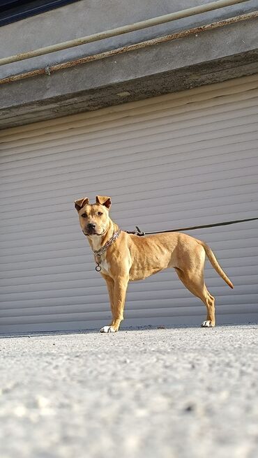 İtlər: 9 ay, Dişi, Peyvəndli, Ünvandan götürmə -da lalafo.az — 6 İtlər: 9 ay, Dişi, Peyvəndli, Ünvandan götürmə — 6