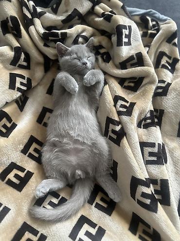 котята шотландцы: Скотиш Страйт (Шотландская прямоухая), 3 месяца, Мальчик, Лиловый, Приучена к лотку — 1