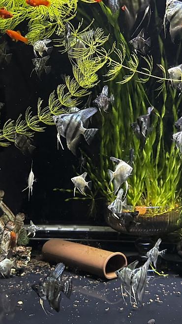 пруд для рыбы: Скалярии (Pterophyllum) — молодь и подросшие особи различных окрасов — 1