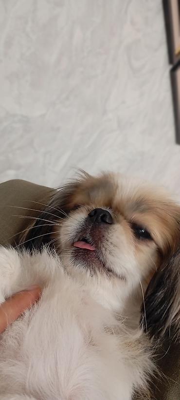 tap az it: Pekines — 4