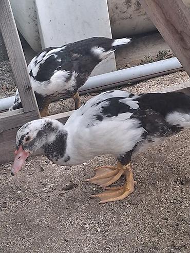 lal ördek: Muscovy ördəkləri – juvenil sürü - Cins: Muscovy (indoutka), ağ və — 4
