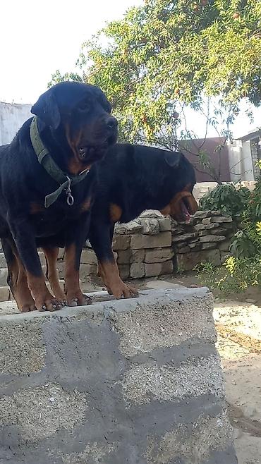 İtlər: Rotveyler, 2 ay, Erkək, Peyvəndli, Ünvandan götürmə — 26