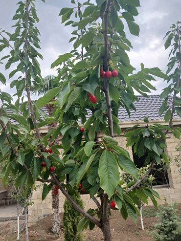 Bağ evlərinin satışı: Gəncə, 610 kv. m, 6 otaqlı, Hovuzsuz, Kanalizasiya -da lalafo.az — 32 Bağ evlərinin satışı: Gəncə, 610 kv. m, 6 otaqlı, Hovuzsuz, Kanalizasiya — 32