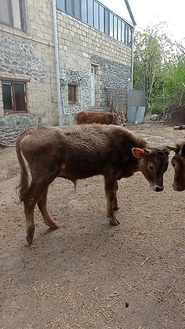 anqus dana satışı: Bir Erkekbir diwi dana5 erkek, 3 diwi emlik quzular satilir — 2