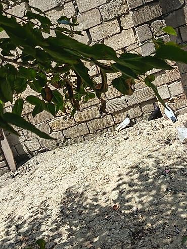 pekines ağ: Ev göyərçinləri – müxtəlif rəng və naxışlarda - Növlər: dekorativ və — 2