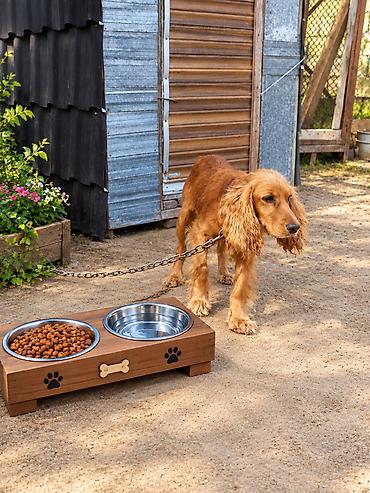 Миски для воды и еды: Spaniel erkək 3 yaş təcili satılır. Ünvan Maştağa qəsəbəsi. Real — 2