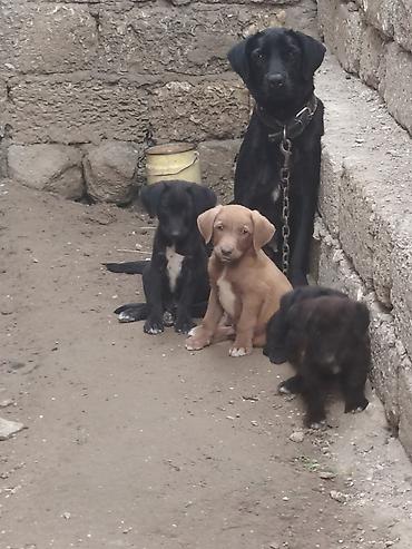 quru it yemi: 20 günlük labrador balalarıdı — 6