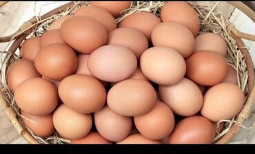 heyvan paltarları: Sebzi bahar yumurtasi 60 qepik unvan Qax rayonu