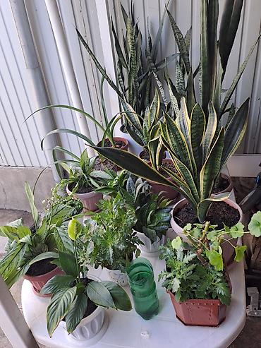 цветы комнатне: Коллекция комнатных растений в горшках. 500 сом — 2