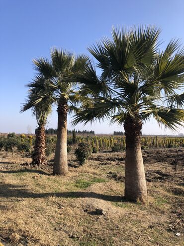Şitillər: Dekartiv və meyvə ağacları istenilen sayda ve istenilen növde var — 19