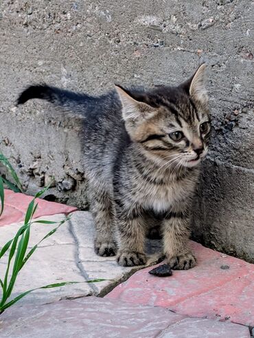 Кошки: Кошка даром: Беспородная, 3 месяца, Мальчик, Приучена к лотку