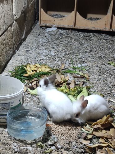 Inəklər, öküzlər: Ağ tüklü dekorativ dovşan balaları - Növ: dekorativ cırtdan dovşan