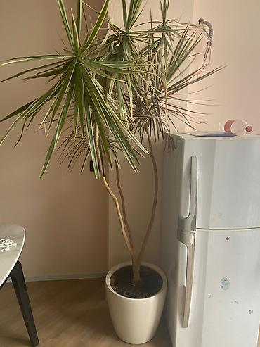 Комнатные растения: 🌿 Dracaena Marginata – Əjdaha ağacı Ev və ofis üçün çox gözəl — 1