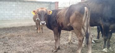 алатауская порода коров цена: Продаю | Тёлка | Для разведения