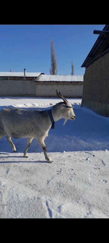 продажа козлов: Продаю | Коза (самка) | Для молока | Племенные