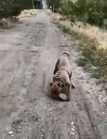 Продажа собак: Питбуль, 1 год, Самец, С прививкой — 4