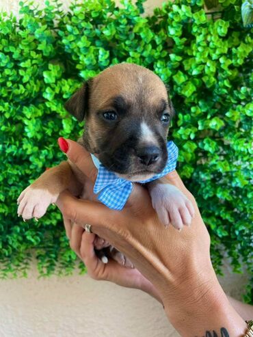 Psi: Registrovana odgajivacnica pasa "Happy Puppies" ima u ponudi prelepe — 5