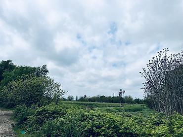 Torpaq sahələrinin satışı: Kənd təsərrüfatı, Kupça (Çıxarış) — 5