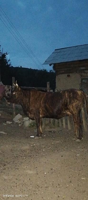 jersey cinsi: Qara-zolaqlı rəngdə, buynuzlu erkək mal-qara (öküz). Orta-böyük bədən — 3