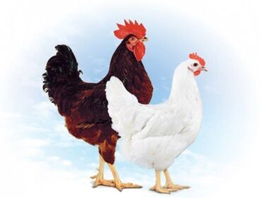 купить курицу в бишкеке: Продаю | Куры, Петух | Домашняя | На забой, Для разведения