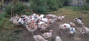 сколько стоит собака бу: Məhsul: Hinduşka sürüsü (müxtəlif rəng və çalalarda) qiymət razılaşma — 1