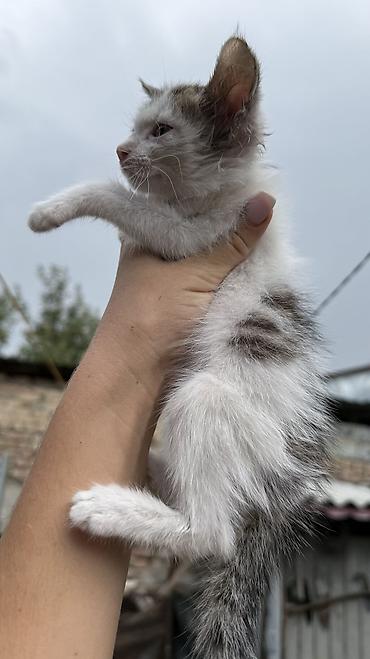 Отдам даром кошку: Котята: мальчик и девочка К латку приучены, игривые кушают очень — 17