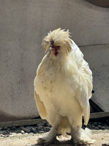 живая курица: Продаю петуха породы Султанка, возраст - 1 год