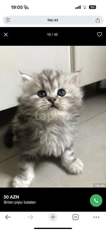 Pişiklər: Britan — 16