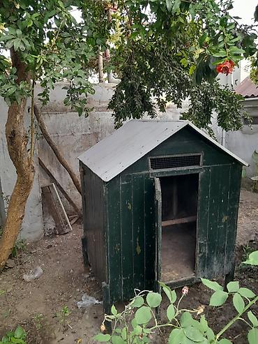 Toyuqlar: Taxtadan hazırlanmış toyuq hinisi satılır. Hini hündür ayaqlar — 2