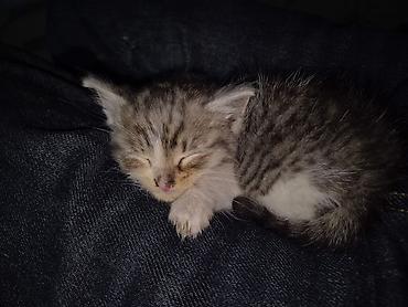 котик 1 месяц: Котёнок, полосатый табби с белыми лапками и грудкой. - Возраст — 2