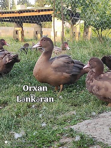 ördək balası və cücə: Salam, Təmiz Cins Amerikan sortu lal ördək balalarının və yumurta — 7
