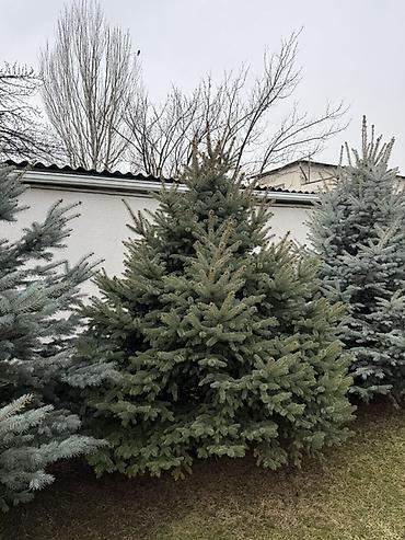 Ель: Продаю Ели голубые от 2-4 метров, колоновидные туи 4 метровые: густые — 7