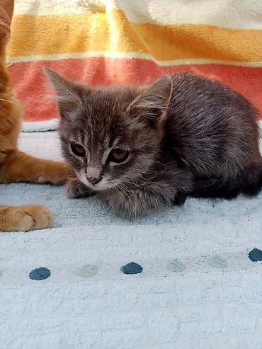 Отдам даром кошку: Кошка даром: Беспородная, Мальчик — 2