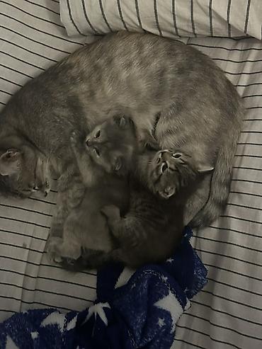 котята отдам: Котята от домашней кошки - На фото двое пушистых котят от — 2