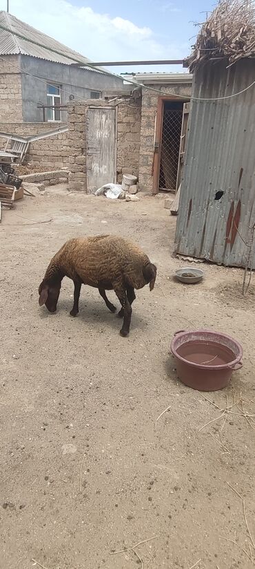 Inəklər, öküzlər: Dişi, il: 1, Damazlıq