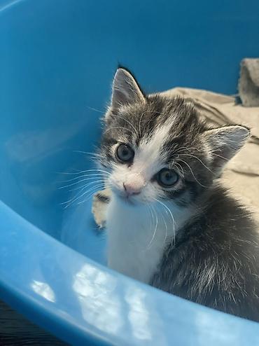 Мышыктар: Котята домашние, короткошёрстные, из одного помёта. Окрас: - — 2