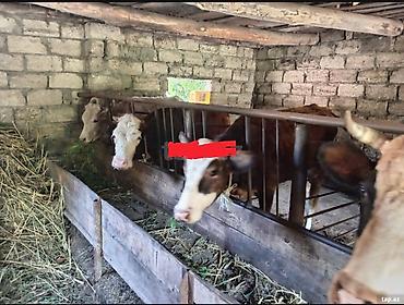 inək necə aya doğur: Salam iki ədəd damazlığa yararlı dişi danalar çıxdı satışa hündür — 2