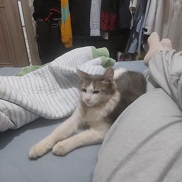 Отдам даром кошку: Кошка даром: Сибирская, 1 год, Девочка — 7