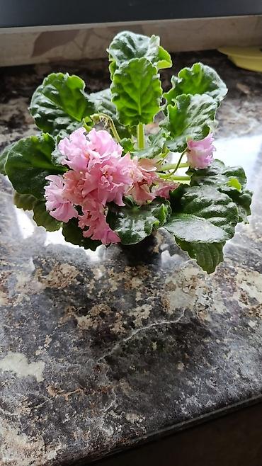 Фиалки и глоксинии: Сортовые фиалки С цветочками по 300с Без цветочков 250с Детки по 150с — 7