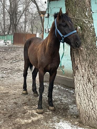 Лошади, кони: Продаю | Конь (самец) | Полукровка — 11